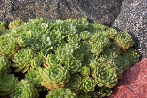 rosularia pallida